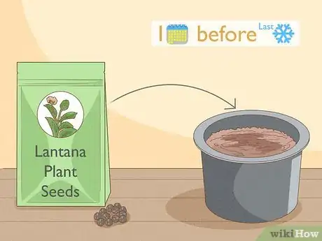 Image titled Grow Lantana Plants Step 5