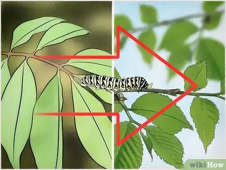 Image titled Get Rid of Caterpillars Step 5