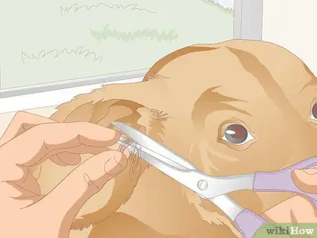 Image titled Clean Your Dog's Ears During a Yeast Infection Step 12