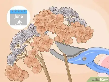 Image titled Prune Hydrangeas Step 2