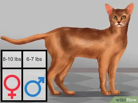 Image titled Identify an Abyssinian Cat Step 1