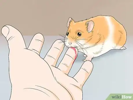 Image titled Spot Illness in Hamsters Step 4