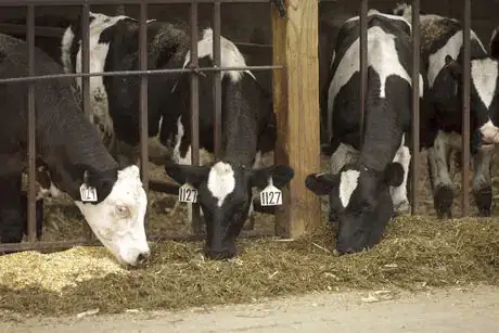 Image titled Cattle Feeding