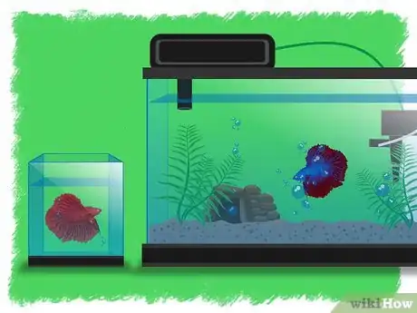 Image titled Breed Betta Fish Step 12