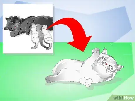 Image titled Get Your Kitten to Eat Step 1