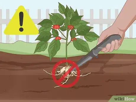 Image titled Grow Ginseng Step 26