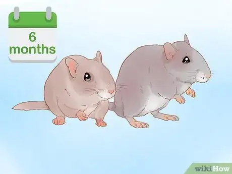 Image titled Breed Gerbils Step 1