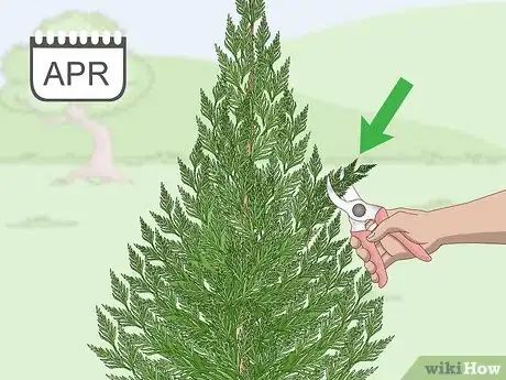 Image titled Prune a Leyland Cypress Step 1