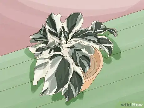 Image titled Keep Variegation in Plants Step 1