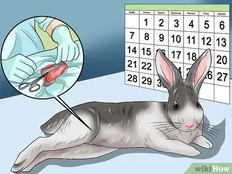 Image titled Teach a Rabbit Not to Scratch Step 8