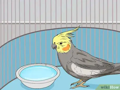 Image titled Spot Signs of Illness in a Cockatiel Step 6