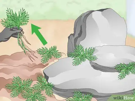 Image titled Kill Weeds in Rocks Step 11