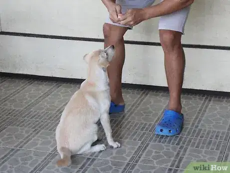 Image titled Teach a Stubborn Dog to Sit Down Step 5