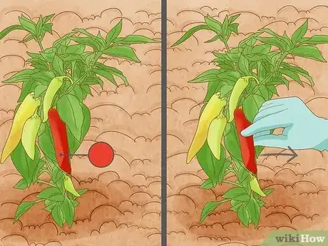 Image titled When to Pick Banana Peppers Step 4