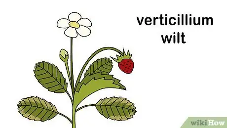 Image titled Identify and Treat Strawberry Diseases Step 7