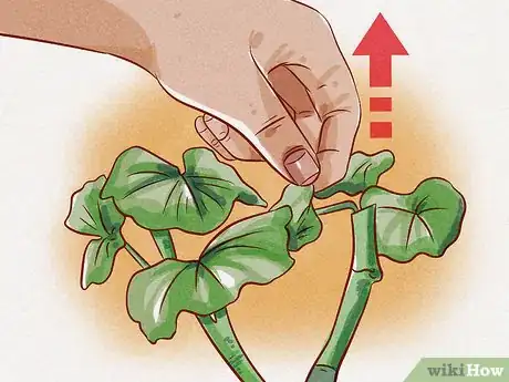 Image titled Prune Geraniums Step 10