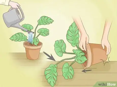 Image titled Repot a Monstera Step 2