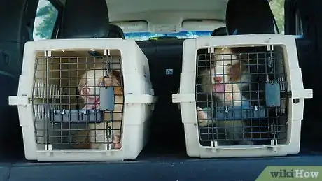 Image titled Two cages with puppies in the trunk of a car dog d J2FM6KY.00_00_00_00.Still002