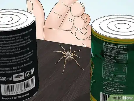 Image titled Identify Spiders Step 1