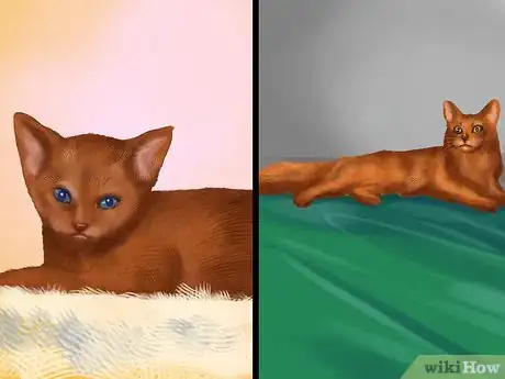 Image titled Identify an Abyssinian Cat Step 3