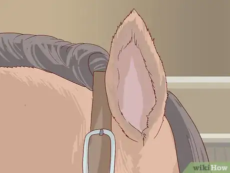 Image titled Get Rid of Ear Plaque in Horses Step 10