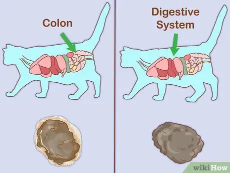 Image titled Treat a Cat with Blood in Its Stool Step 15