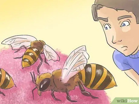 Image titled Approach a Bee Infestation Step 1