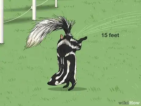 Image titled Skunk vs Polecat Step 10