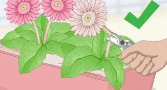 Grow Gerbera Daisies