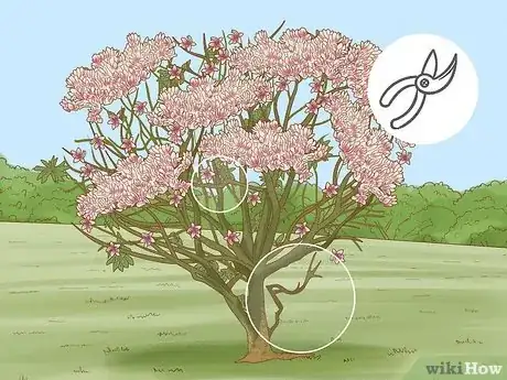 Image titled Prune a Magnolia Tree Step 7