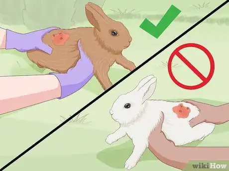 Image titled Care for an Injured Rabbit Step 16