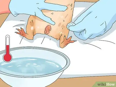 Image titled Neuter a Guinea Pig Step 12