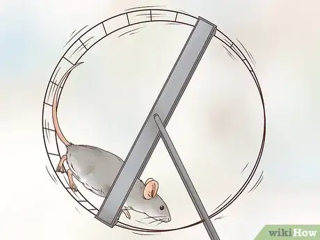 Image titled Choose Between a Pet Mouse or Pet Rat Step 2