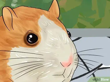 Image titled Determine if Your Hamster Is Blind Step 3