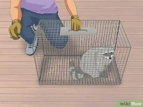 Image titled Trap Raccoons Step 9