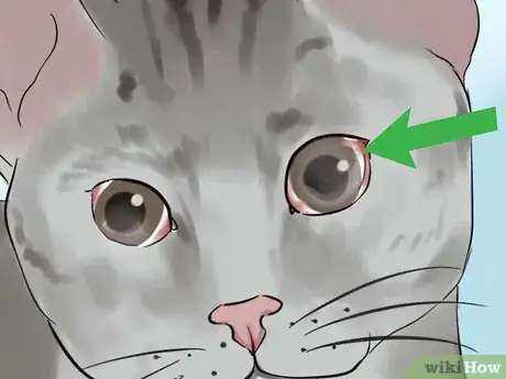 Image titled Tell if Your Cat Is Blind Step 5