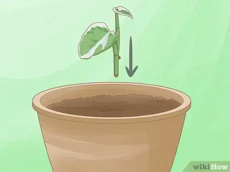 Image titled Keep Variegation in Plants Step 9