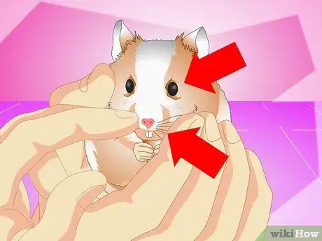 Image titled Make Your Hamster Live Longer Step 6