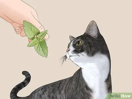 Image titled Use Catnip Step 5