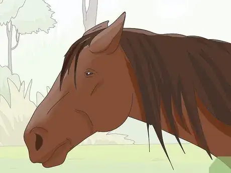 Image titled Teach Your Horse to Stop Biting Step 2