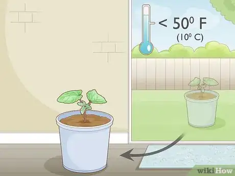 Image titled Grow Okra in Pots Step 8