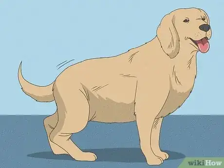 Image titled Know When Your Dog is Sick Step 11