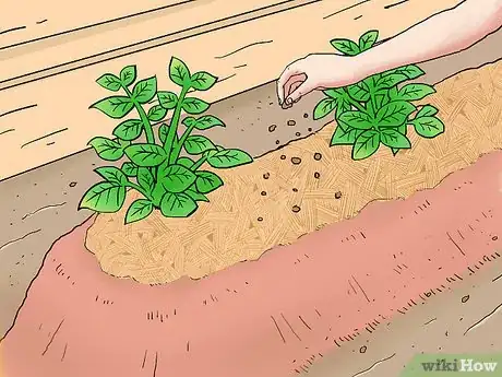 Image titled Hill Potatoes Step 8