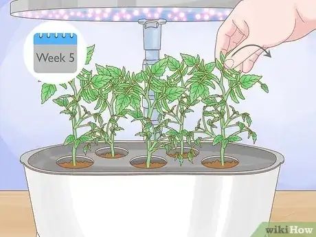 Image titled Aerogarden Tomatoes Step 11