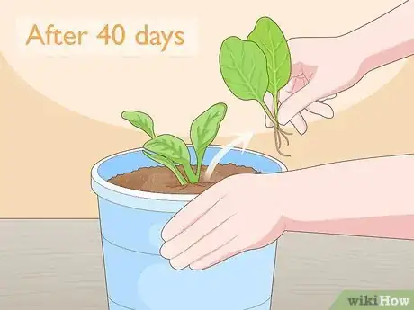 Image titled Grow Baby Spinach Step 8