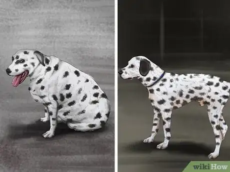 Image titled Identify a Dalmatian Step 7