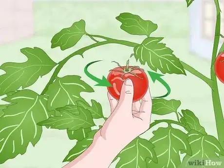 Image titled Pick Tomatoes Step 7