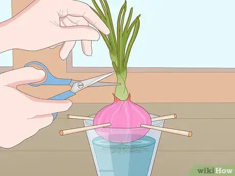 Image titled Grow Onions in Water Step 5