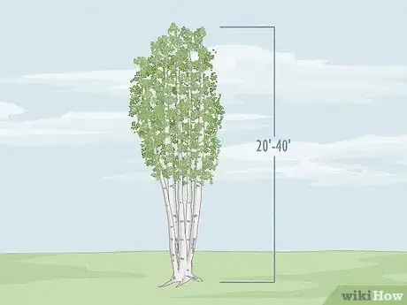 Image titled Identify Different Species of Birch Trees Step 6