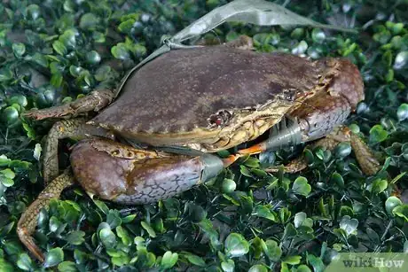 Image titled Clean Crab Step 2